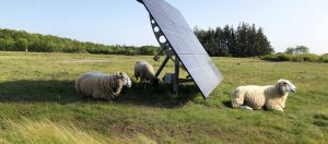 Solartracker auf einem Feld mit Schafen