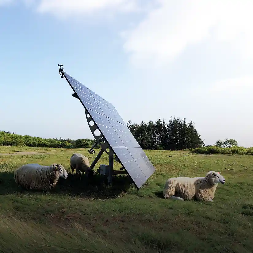 Schafe liegen unter dem PV-Mover Solartracker